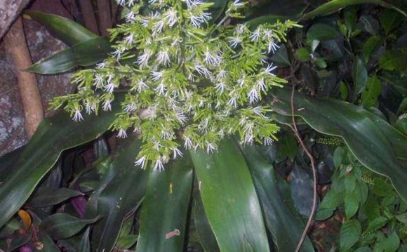 Dracaena deremensis (fragrans)