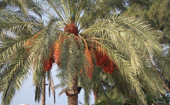 Выращиваем финиковую пальму из