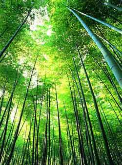 бамбук счастья