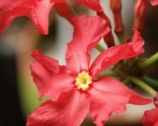 Цветки пахиподиума розеточного