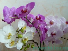 цветущая орхидея фото