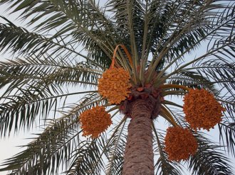 Дерево финиковой пальмы