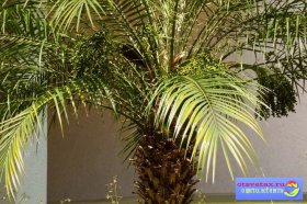 финиковая пальма уход в домашних условиях размножение