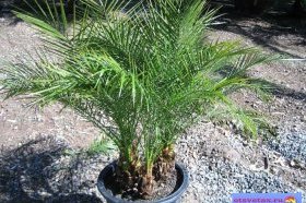 финиковая пальма уход в домашних условиях размножение