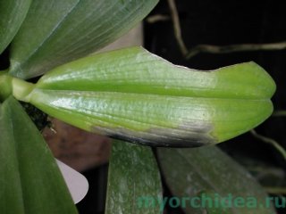 фитофороз орхидеи фото