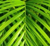 хамедорея - уход за пальмой в домашних условиях