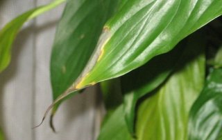 Характерное изменение окрашивания листьев спатифиллума может быть связано с нехваткой питания, а именно недостатком таких необходимых элементов, как азот, железо и магний