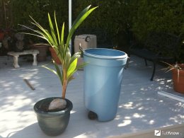 Как самостоятельно вырастить кокосовую пальму