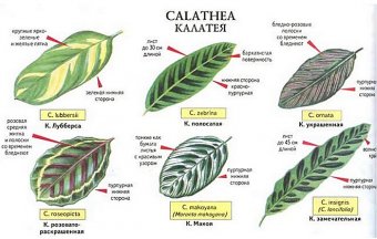 калатея - уход за растением в домашних условиях и фото видов