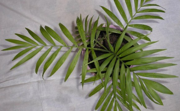 Комнатные Растения Пальма Хамедорея