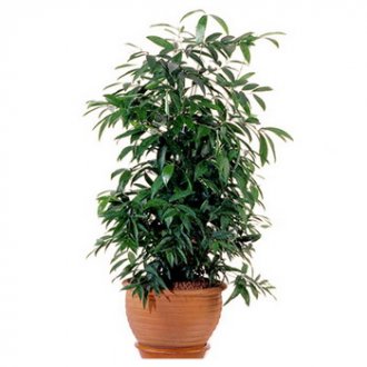 Крупное комнатное растение Драцена Серкулоза