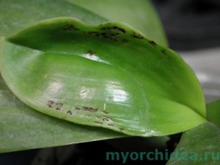 Mesophyll collapse фото