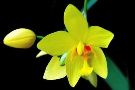 Орхидеи: уход в домашних условиях