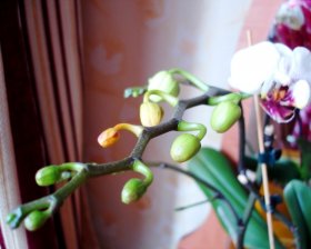 орхидея Фаленопсис бутоны