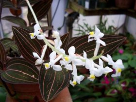 Орхидея «Лудизия» является травянистым наземным цветущим растением, обладающим мясистыми и ветвящимися стеблями