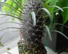 Пахиподиум Жайи (pachypodium geayi)