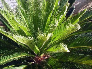 Растение цикас – саговая пальма