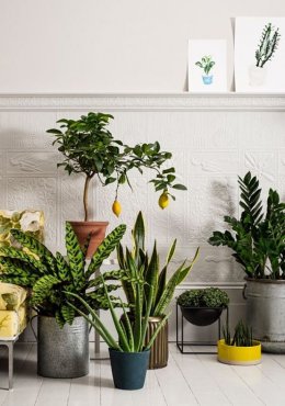 растения в фен-шуй, комнатные растения хорошо очищающие воздух