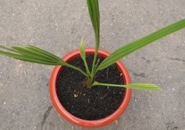 Размножение финиковой пальмы из косточки