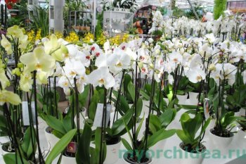 Размножение орхидеи семенами фото