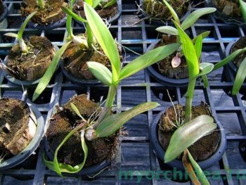 Размножение орхидей черенкованием фото