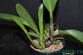 размножение орхидей дома фото