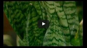 Размножение сансевиерии листовыми черенками