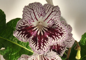Самые популярные сорта цветка стрептокарпус