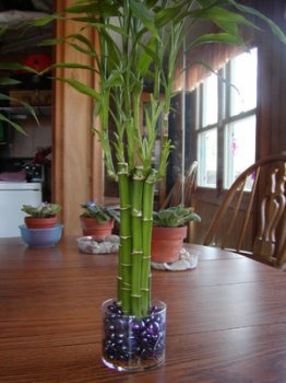 Сорта и виды бамбука