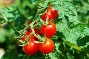 Сорта томатов для домашнего выращивания
