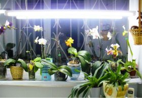 световой день для орхидеи подсветка