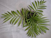 Комнатные Растения Пальма Хамедорея