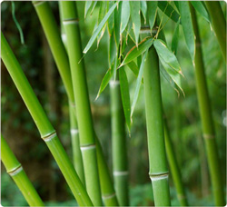 уход за бамбуком