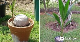 Уход за кокосовой пальмой