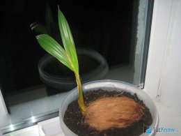 Уход за кокосовой пальмой в домашних условиях