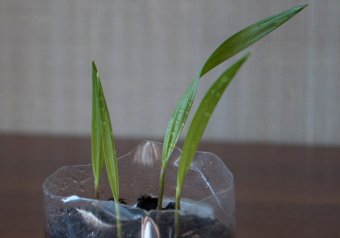 Выращиваем комнатную пальму вашингтонию из семян