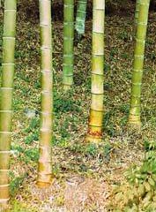 Выращивание бамбука в открытом грунте