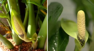 замиокулькас - уход за растением в домашних условиях