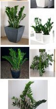 замиокулькас - уход за растением в домашних условиях